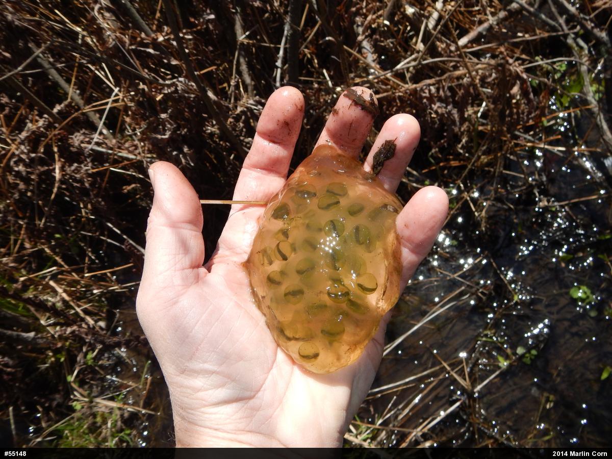 Spotted Salamander