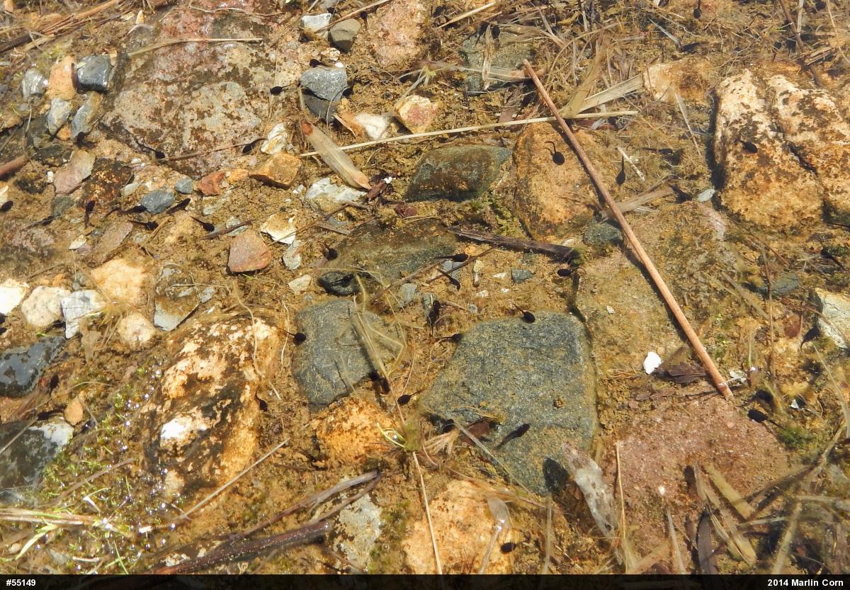 Eastern American Toad