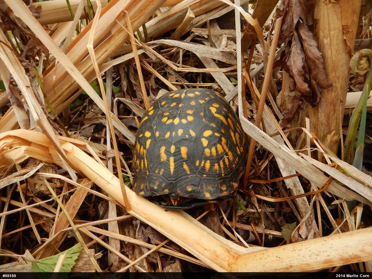 Eastern Box Turtle