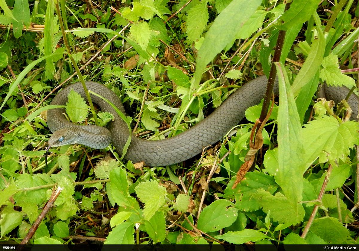 Northern Black Racer