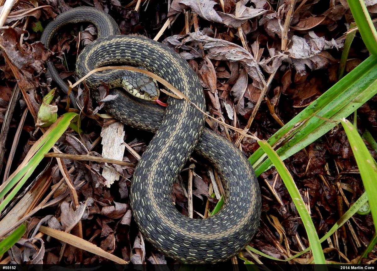 Eastern Gartersnake
