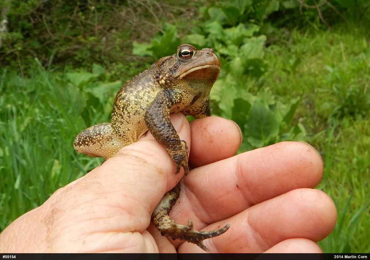 Eastern American Toad