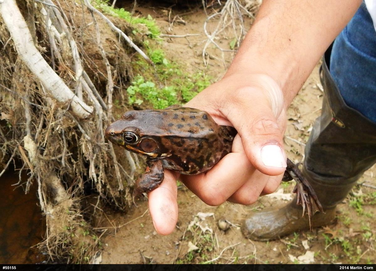 Green Frog