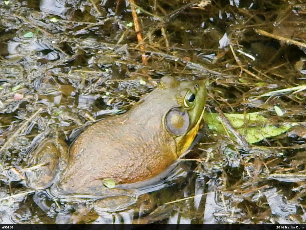 American Bullfrog