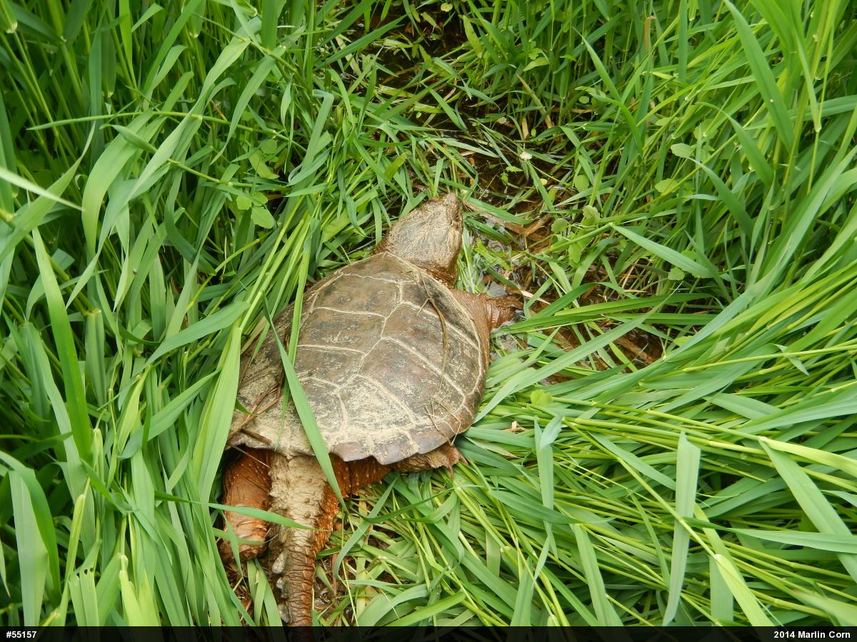 Snapping Turtle