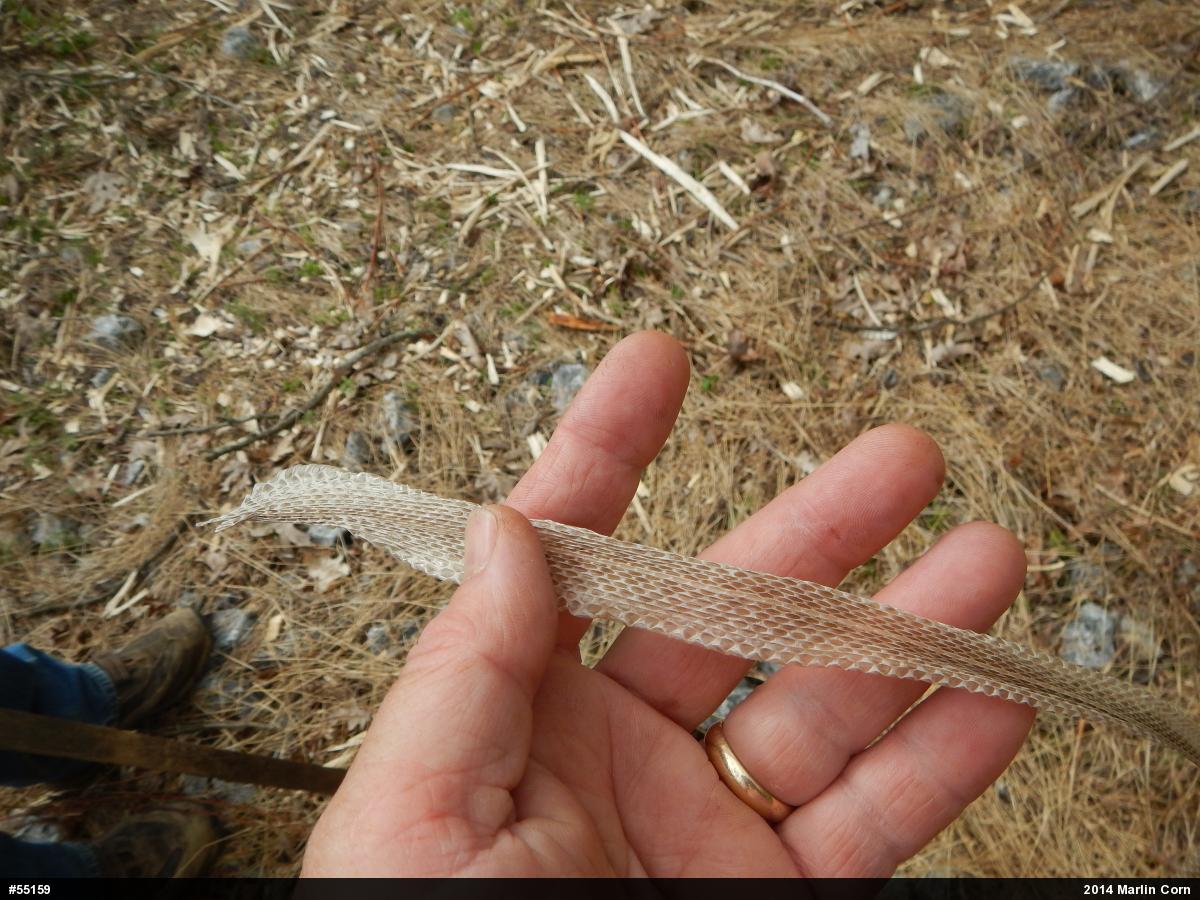 Eastern Gartersnake