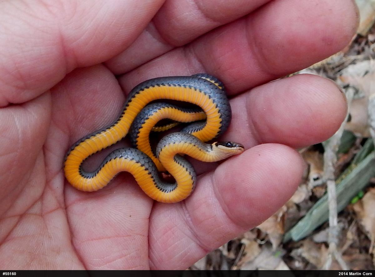 Northern Ring-necked Snake