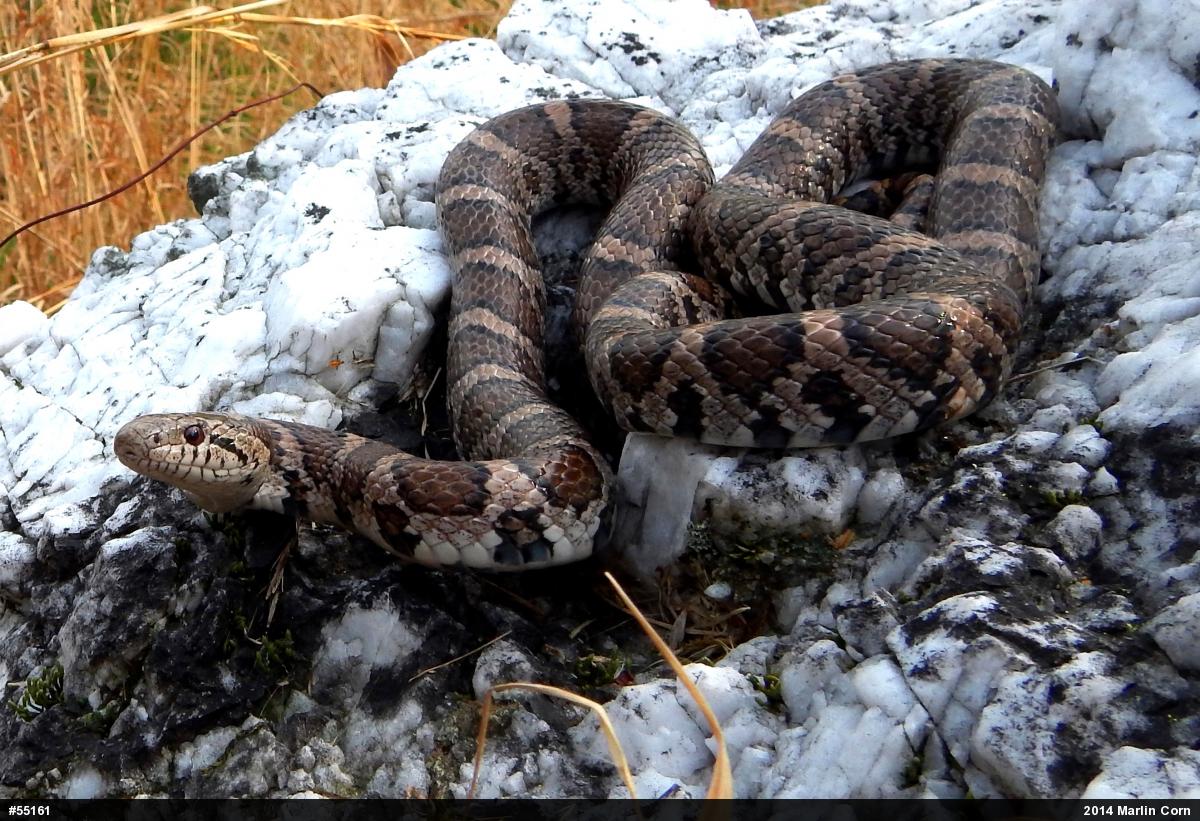 Eastern Milksnake