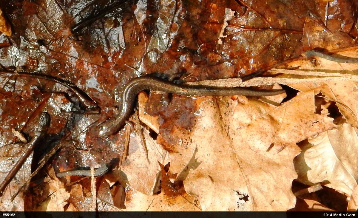 Eastern Red-backed  Salamander