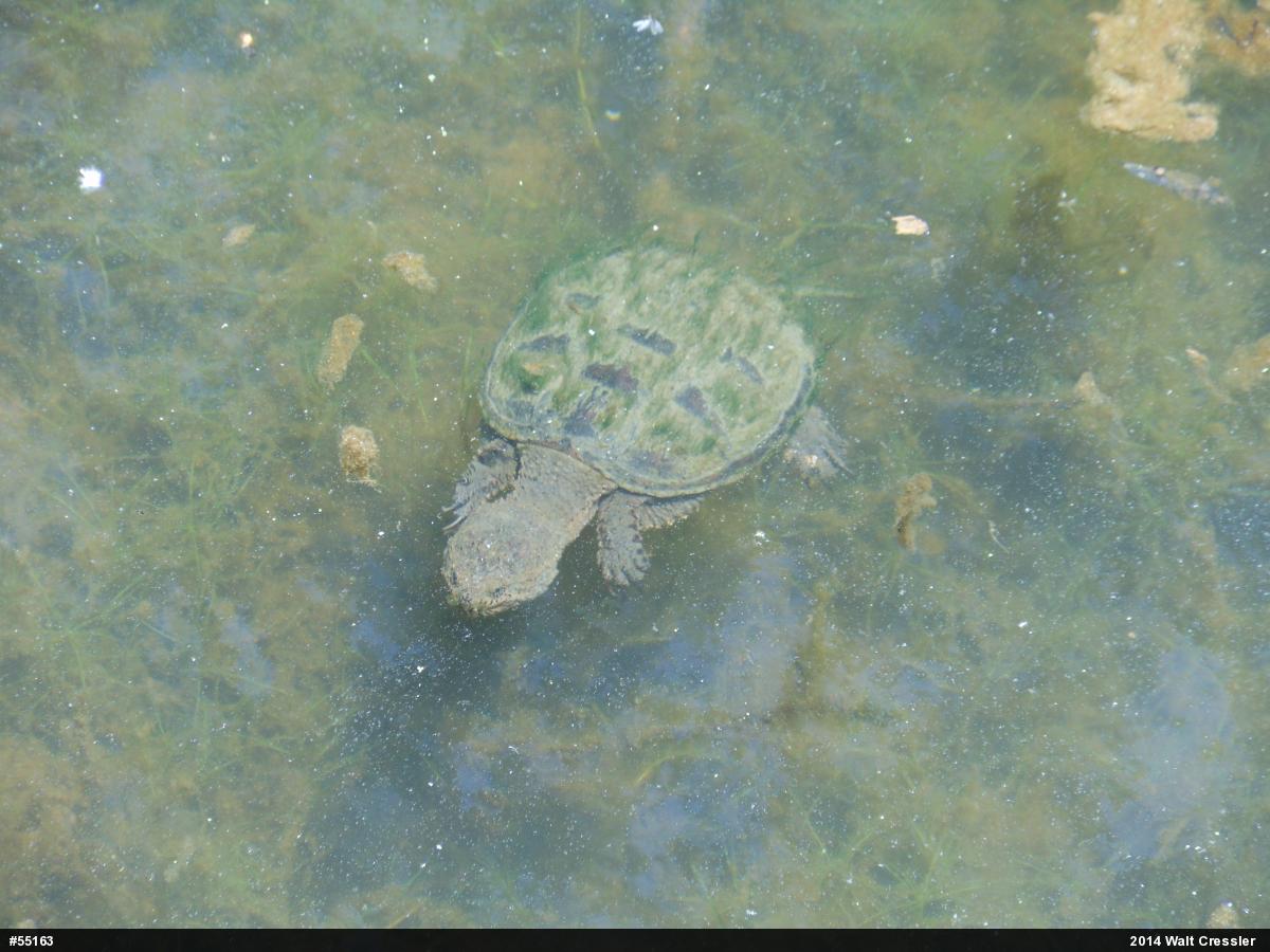 Snapping Turtle