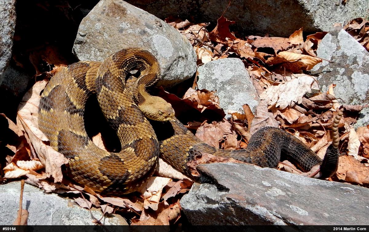 Timber Rattlesnake