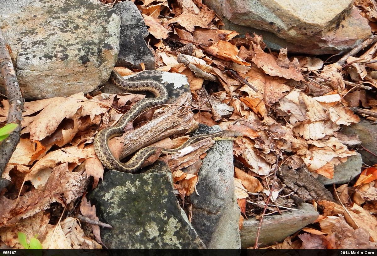 Eastern Gartersnake