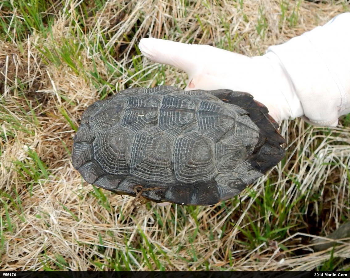 Wood Turtle