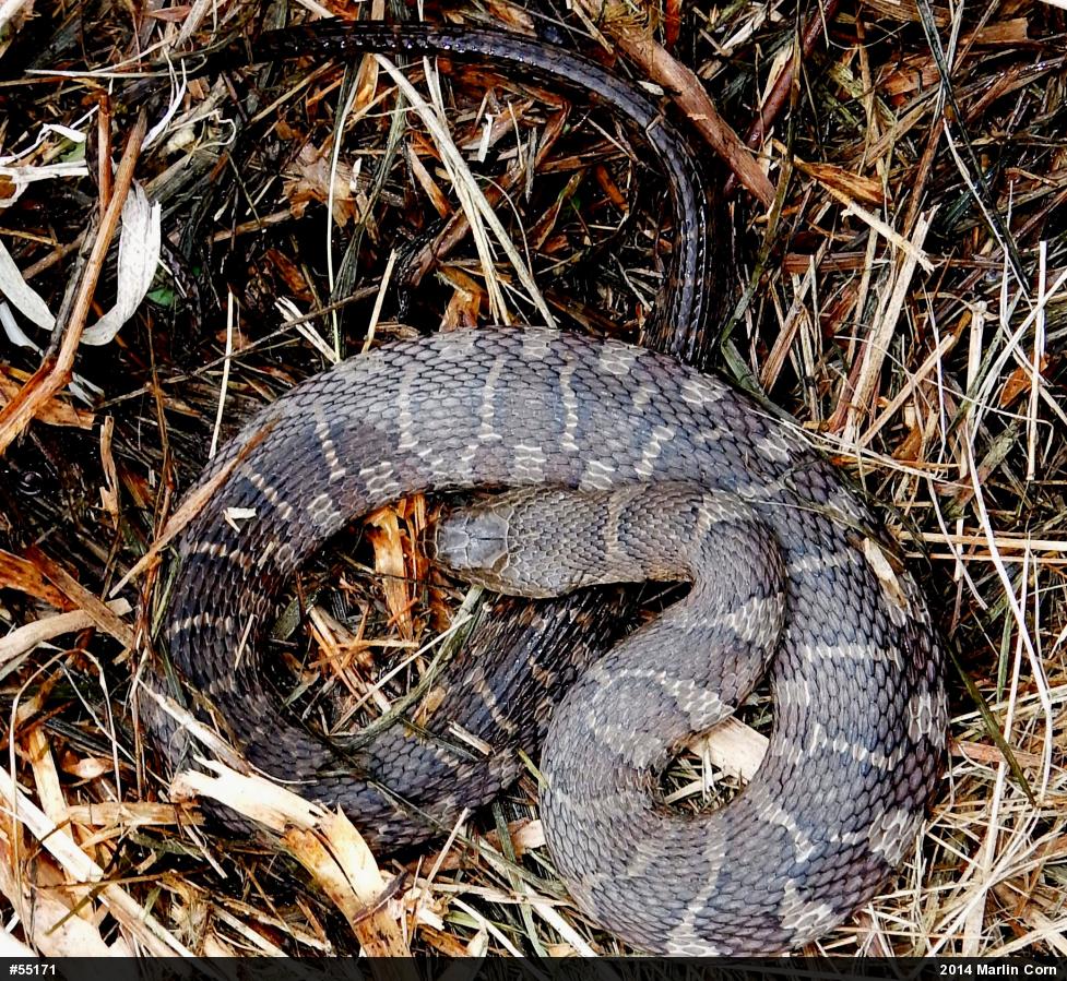 Northern Watersnake