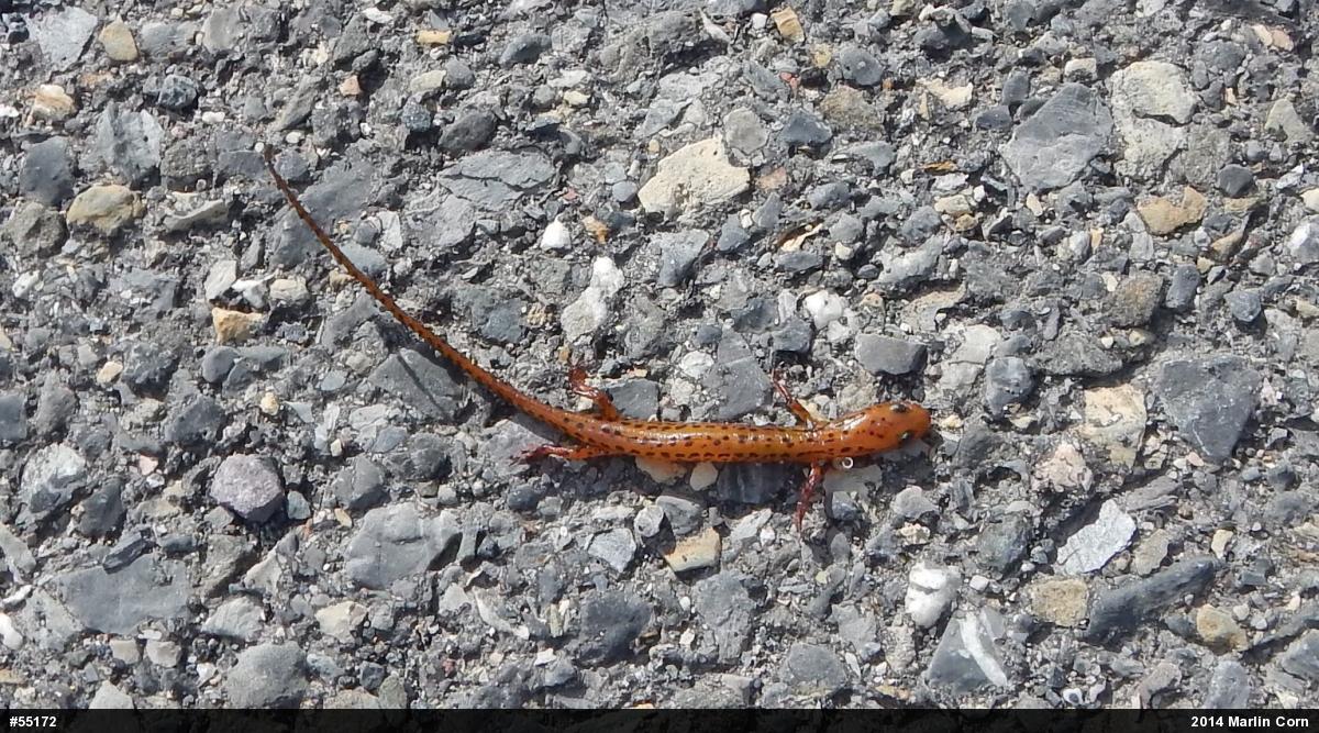 Eastern Long-tailed Salamander