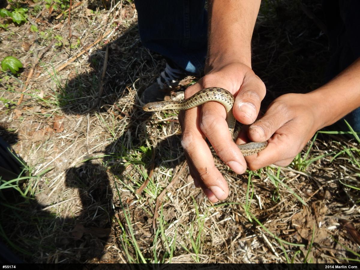 Eastern Gartersnake