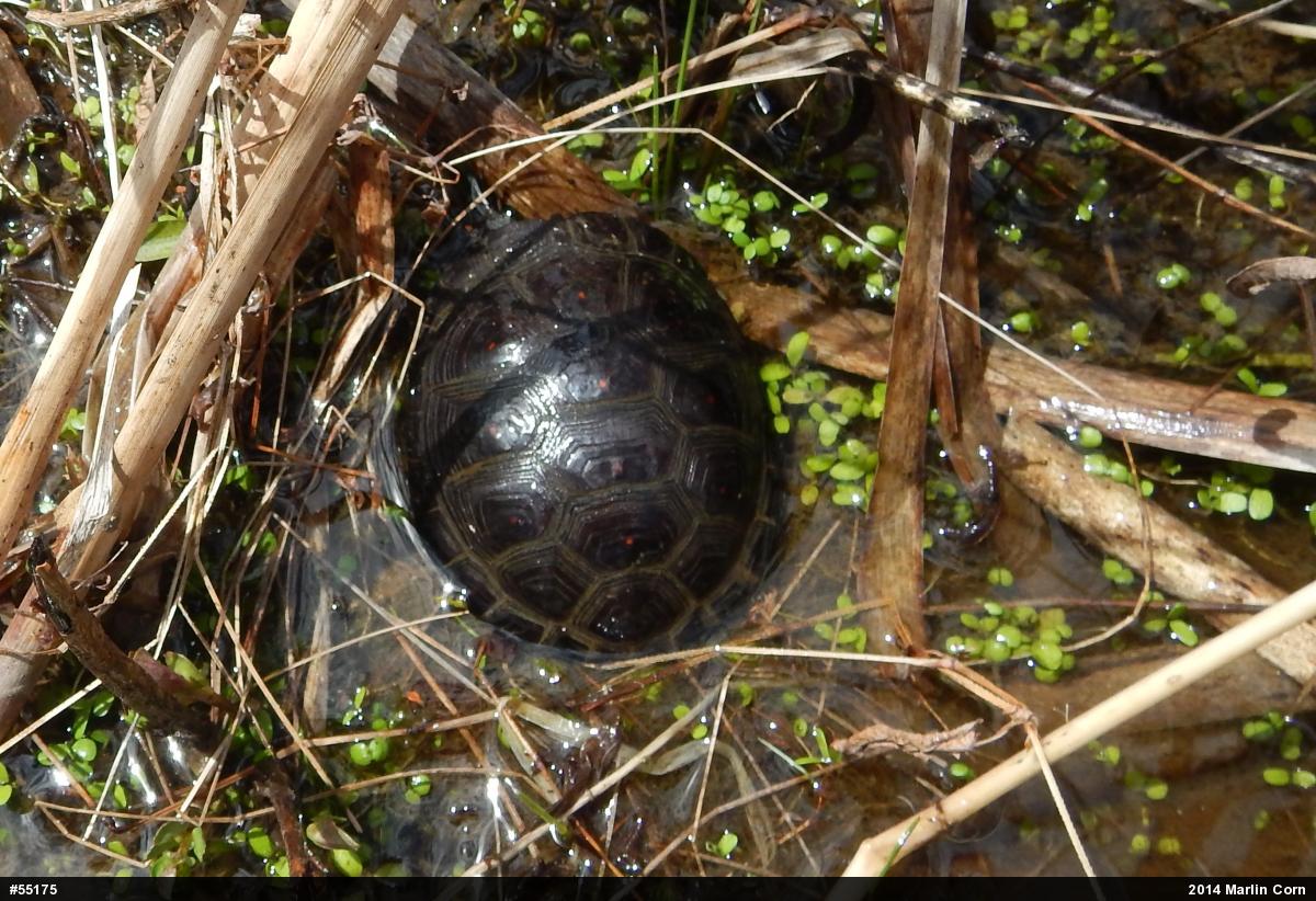 Spotted Turtle