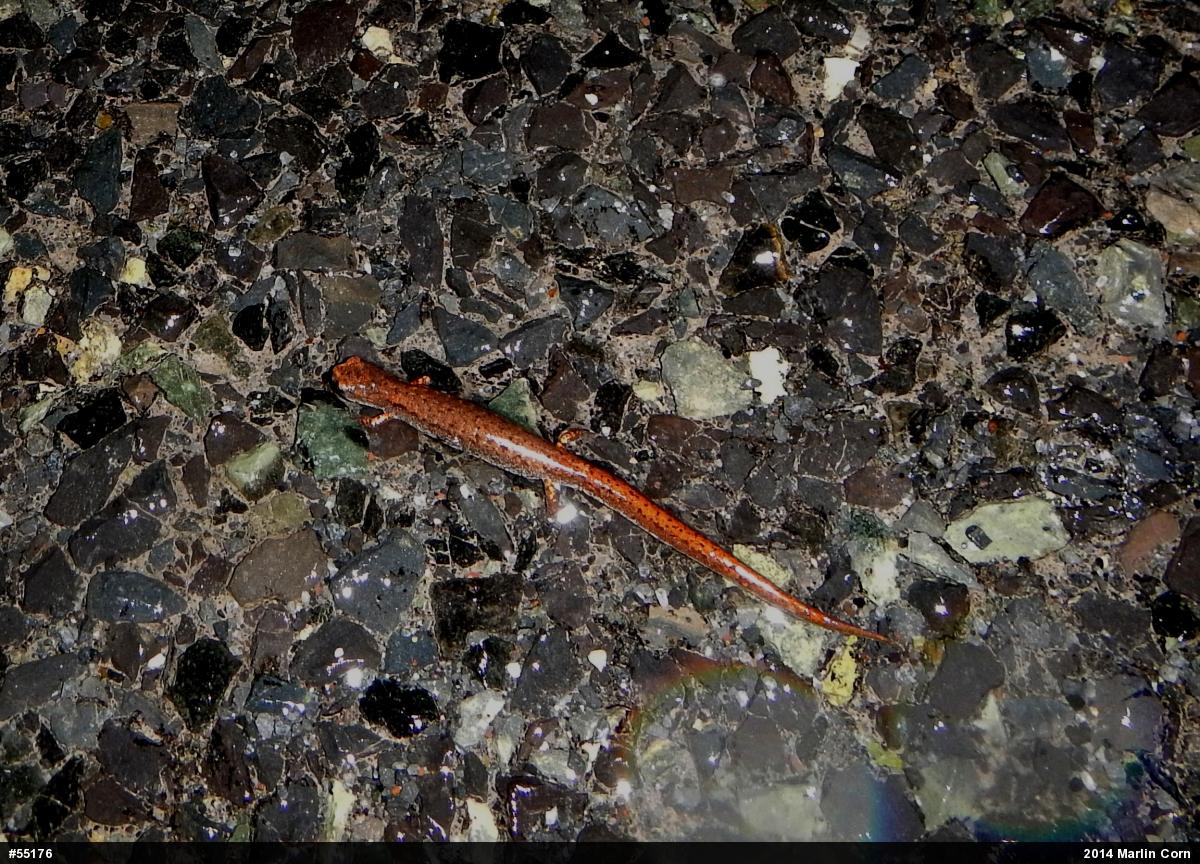 Four-toed Salamander