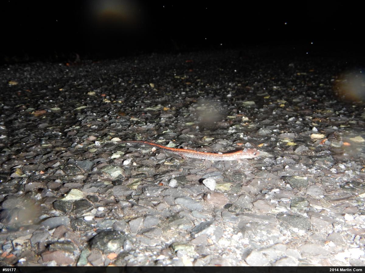 Eastern Red-backed  Salamander