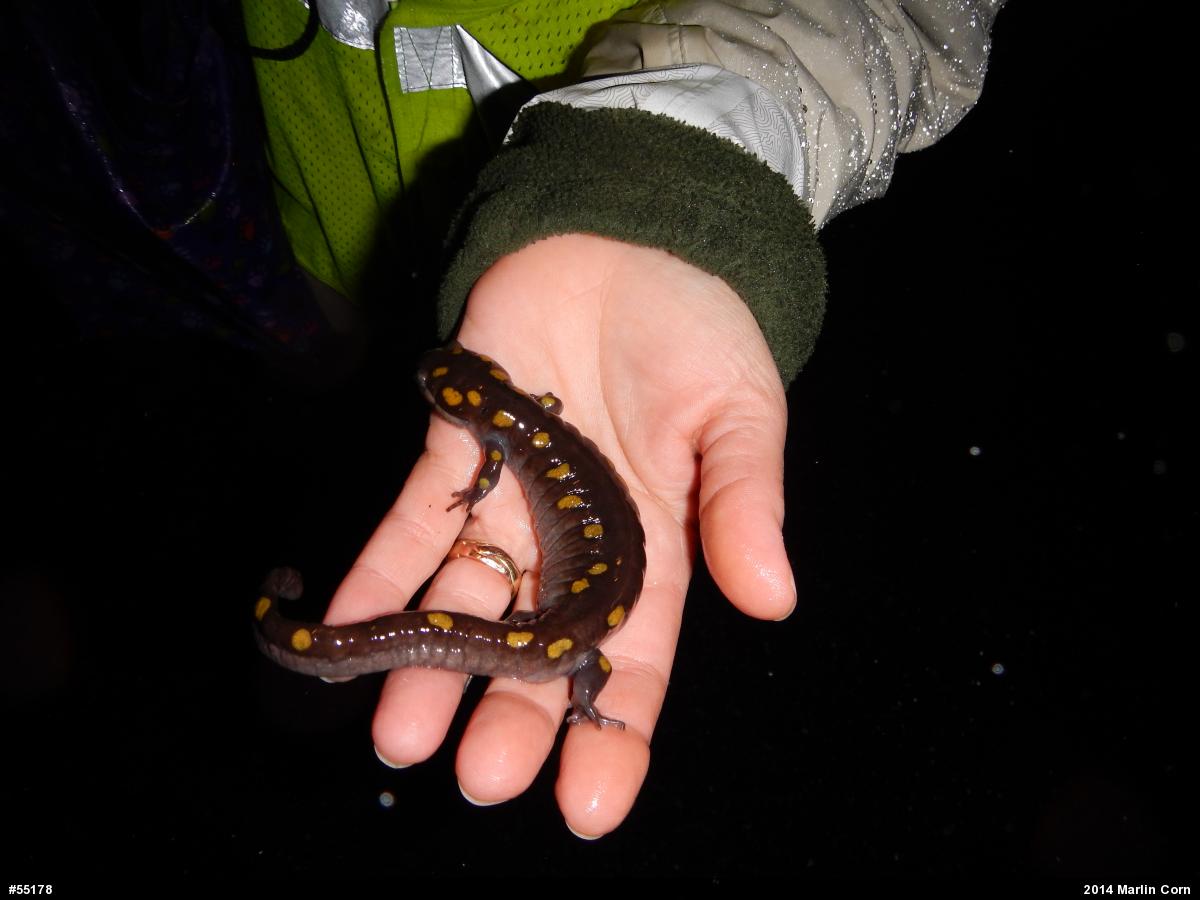 Spotted Salamander