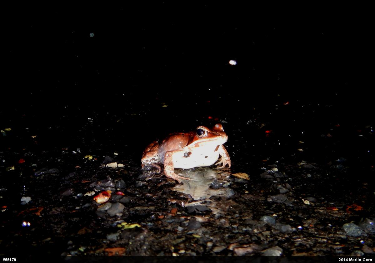 Wood Frog