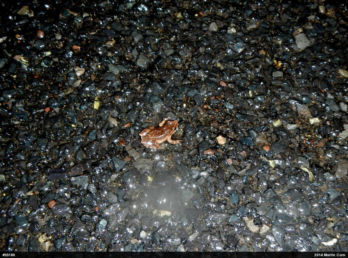 Spring Peeper
