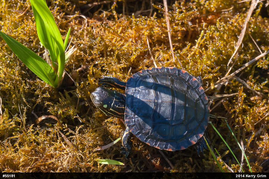 Eastern Painted Turtle