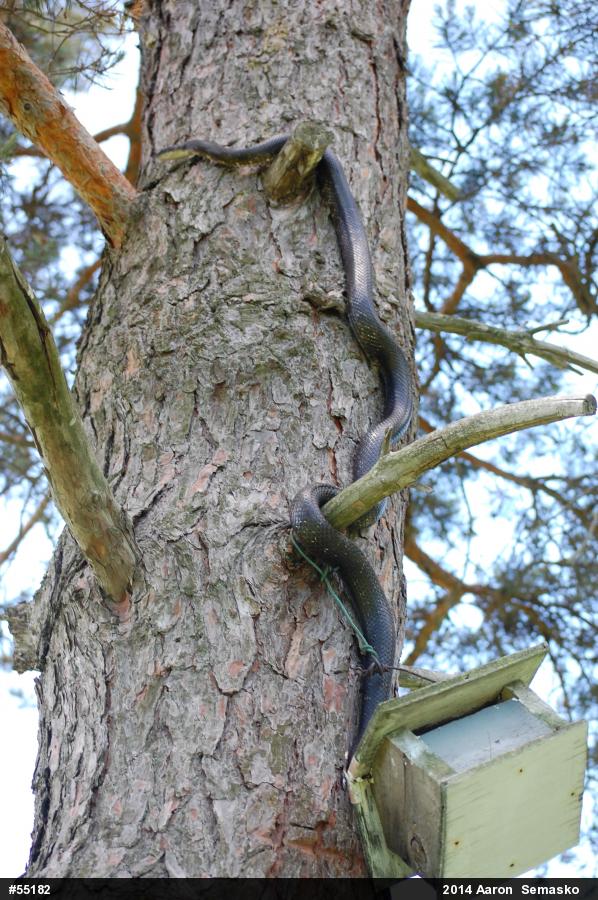 Eastern Ratsnake