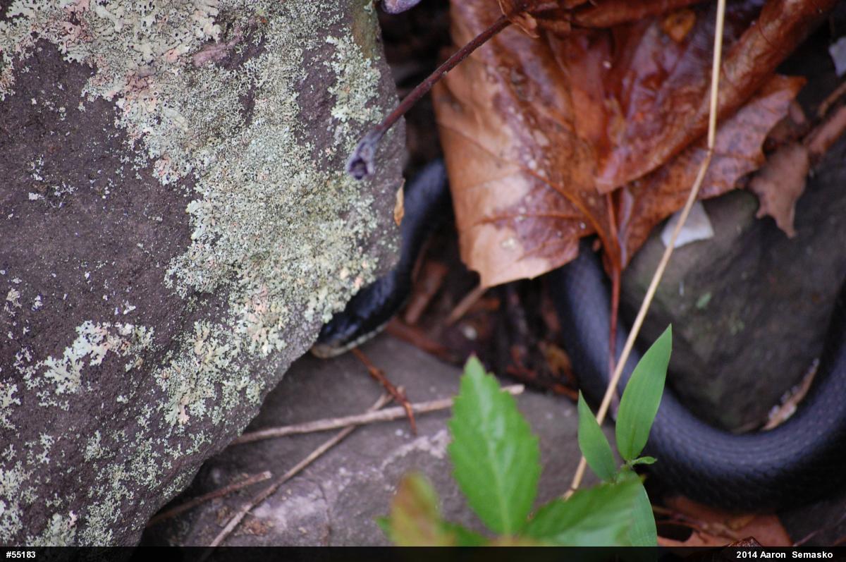 Northern Black Racer
