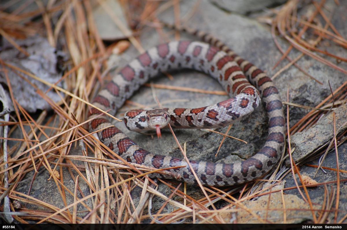 Eastern Milksnake
