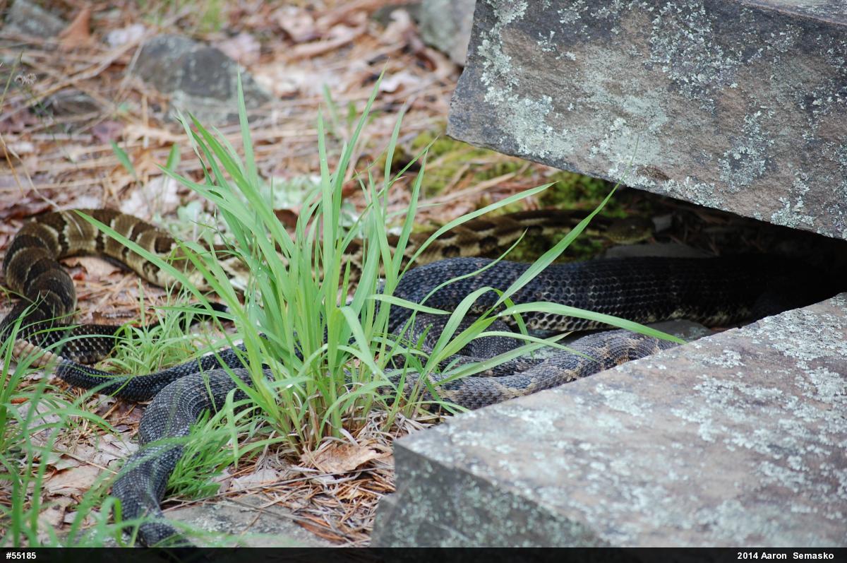 Timber Rattlesnake