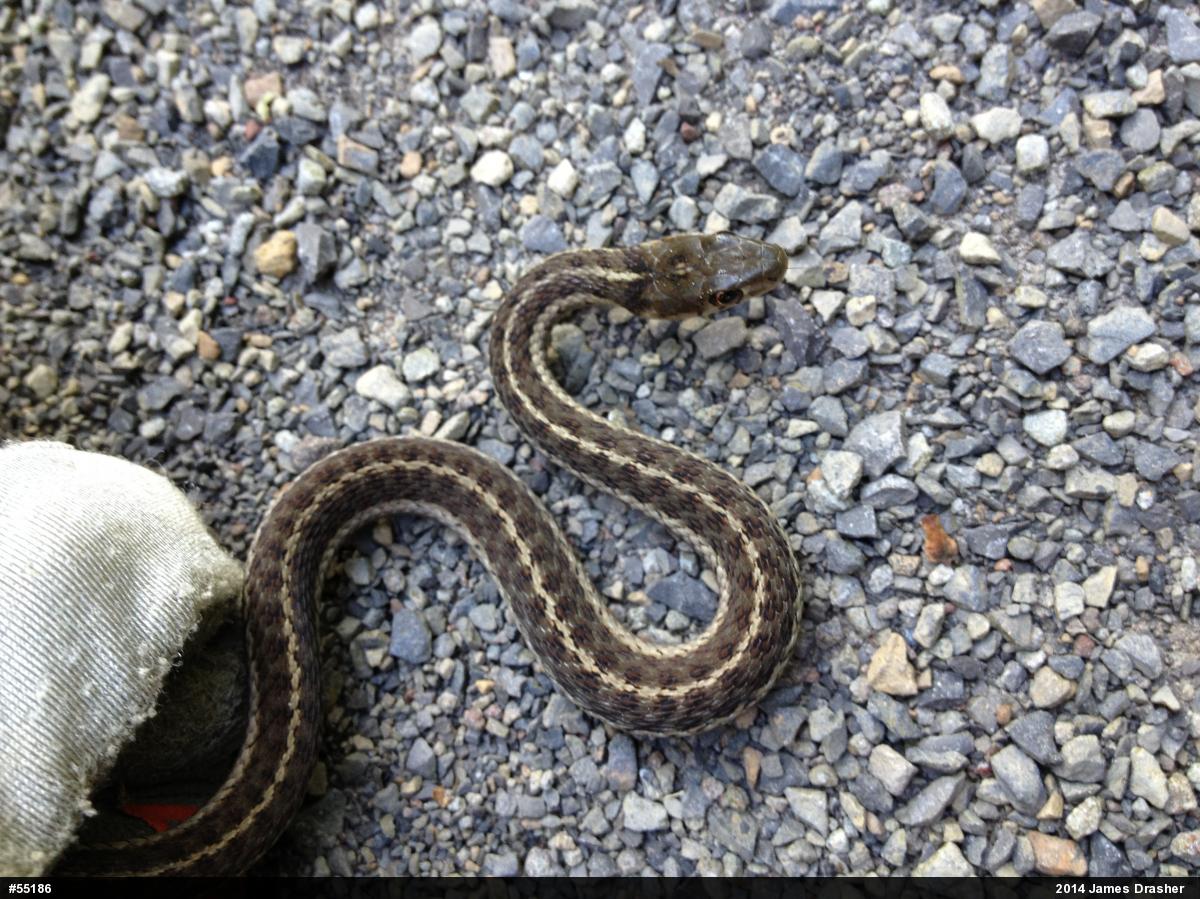Eastern Gartersnake