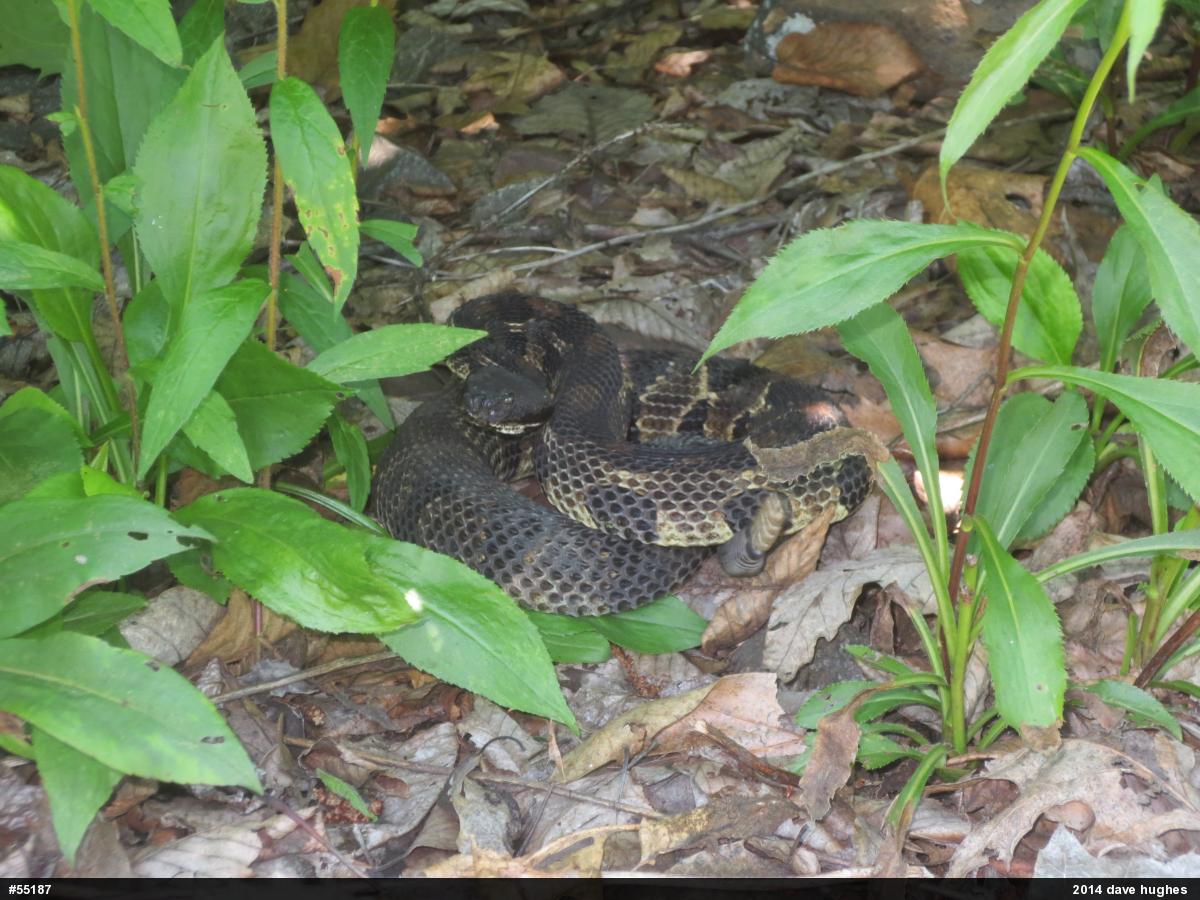 Timber Rattlesnake