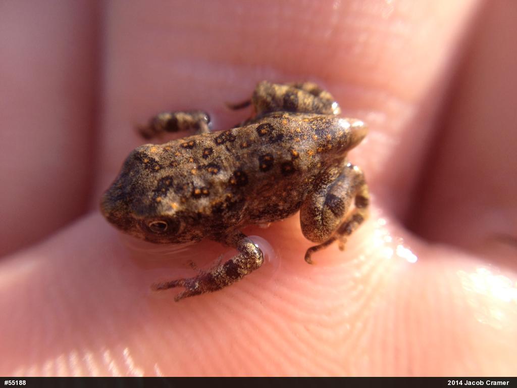Fowler's Toad