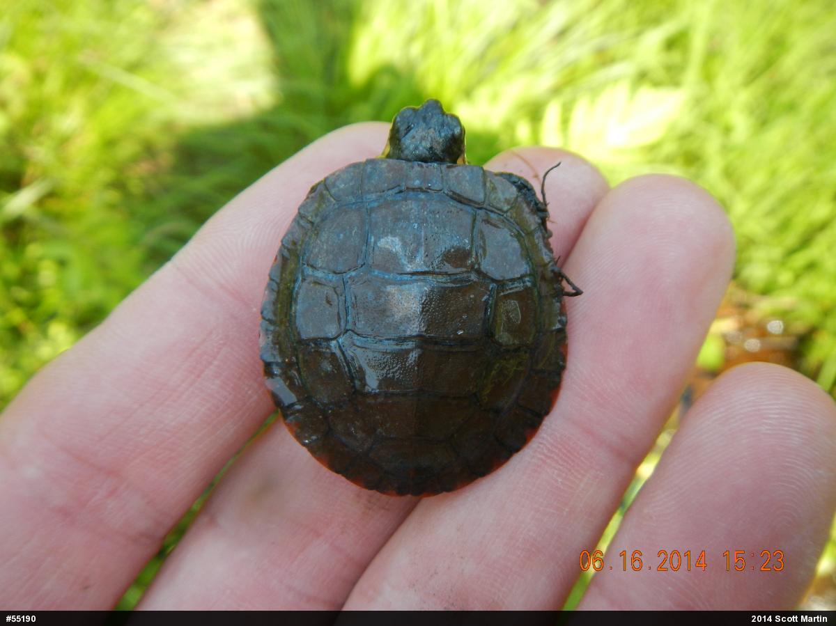 Eastern Painted Turtle