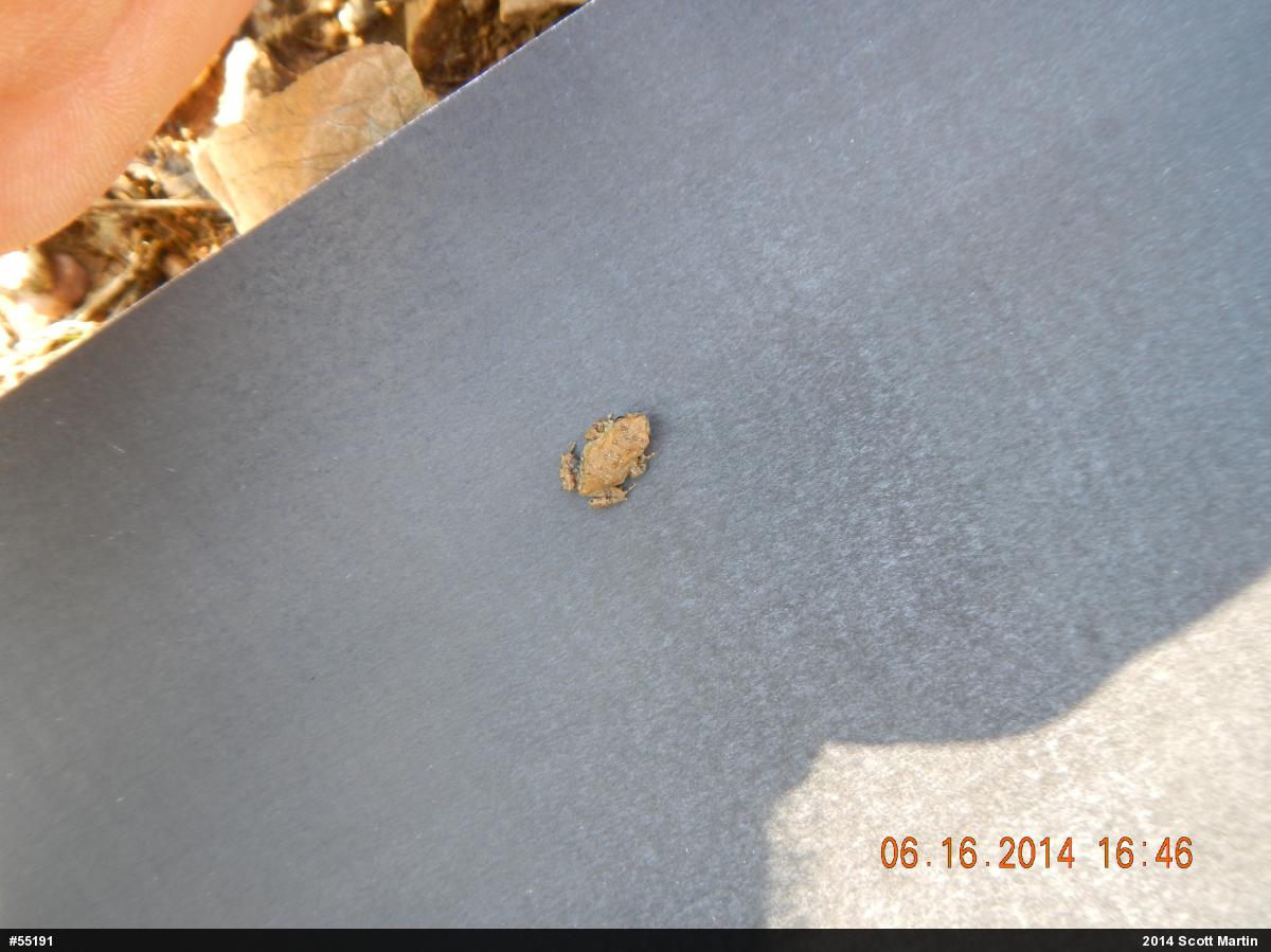 Eastern American Toad