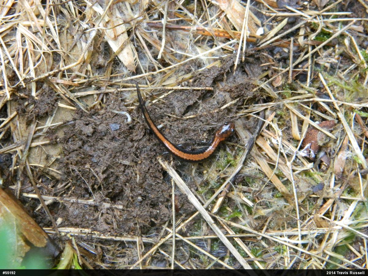 Eastern Red-backed  Salamander