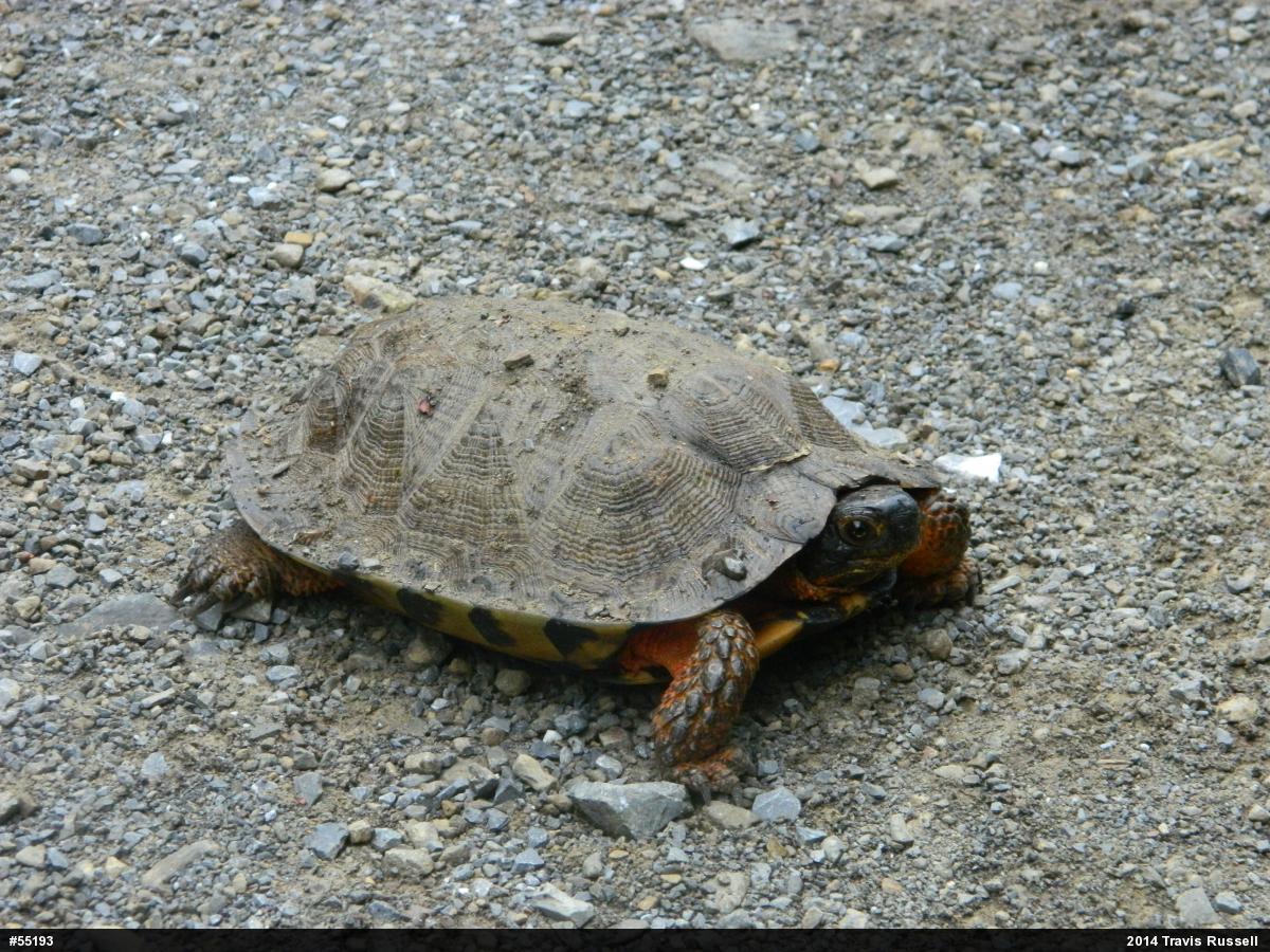 Wood Turtle
