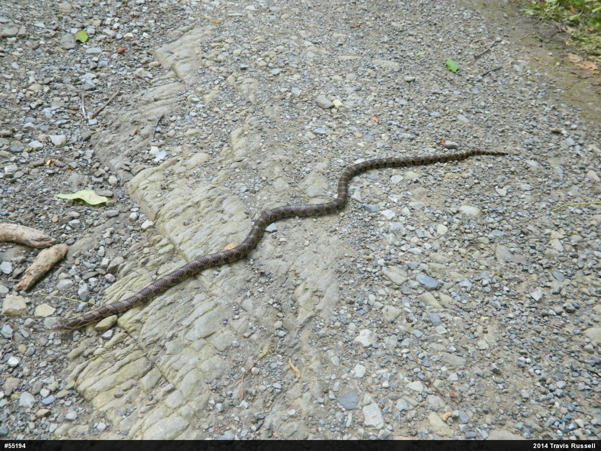 Eastern Milksnake