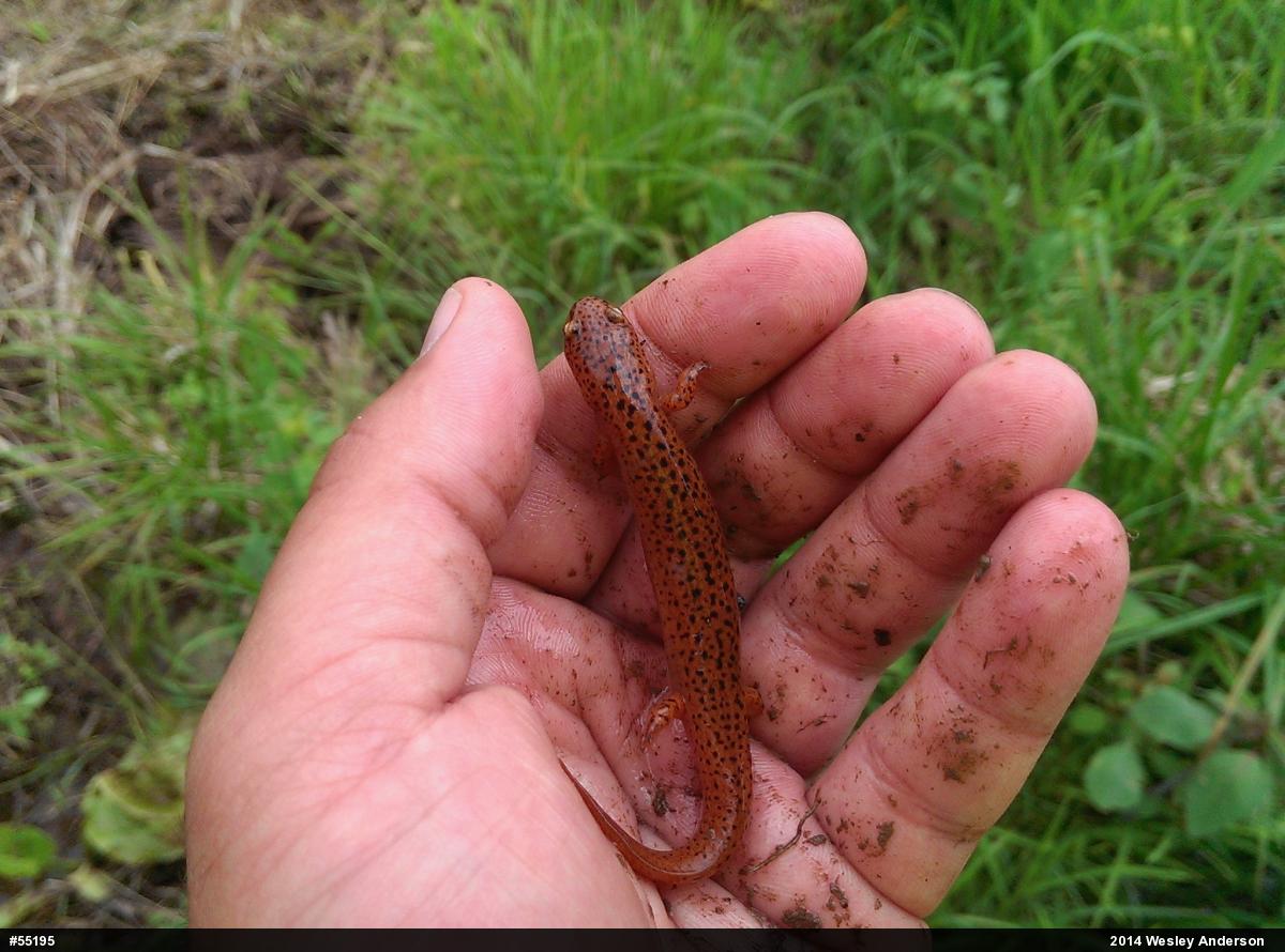 Northern Red Salamander