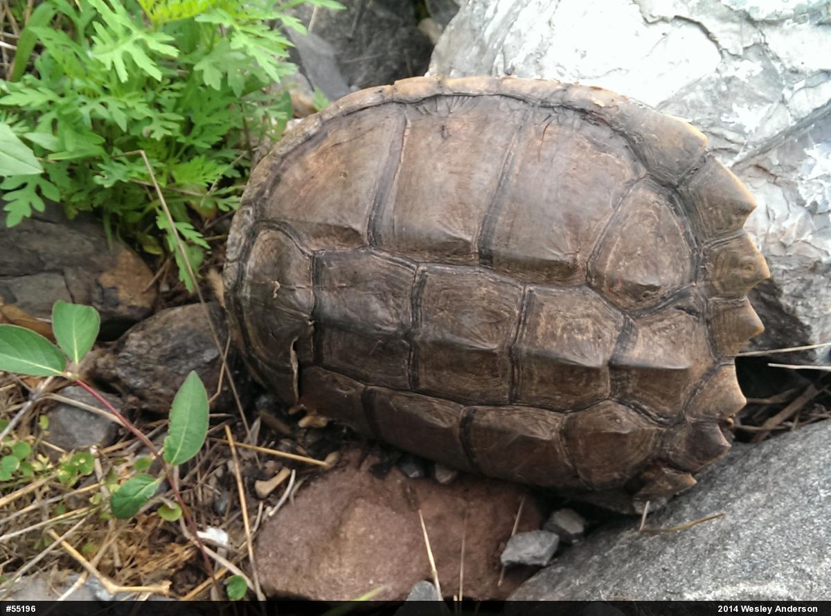 Snapping Turtle