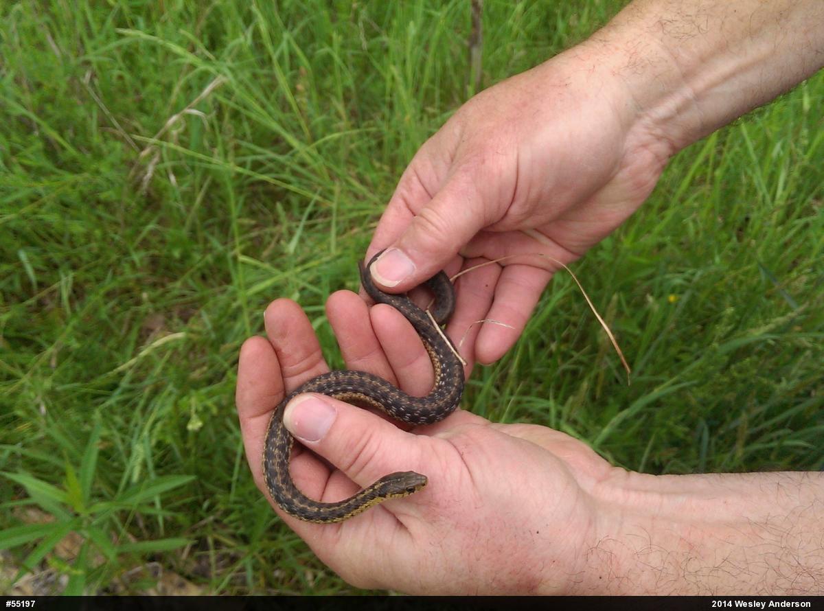 Eastern Gartersnake