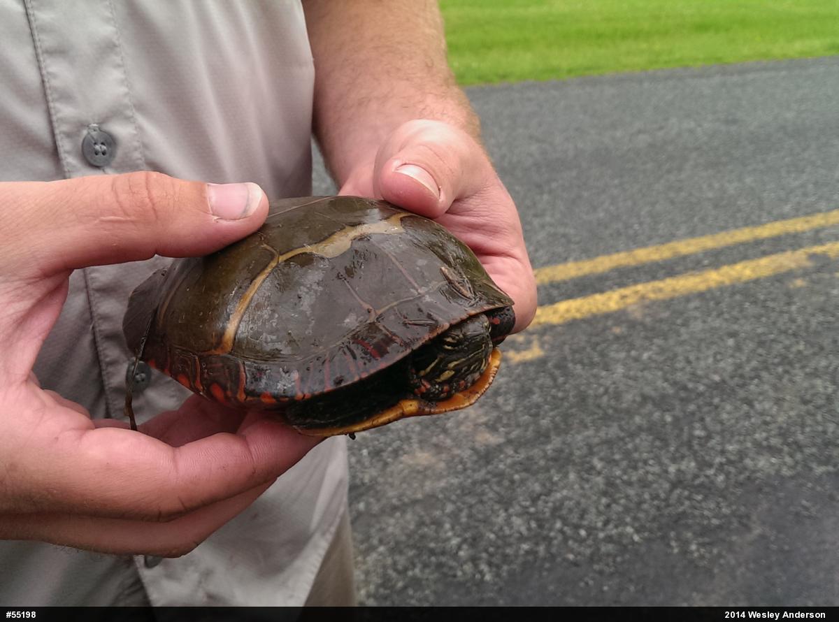 Painted Turtle