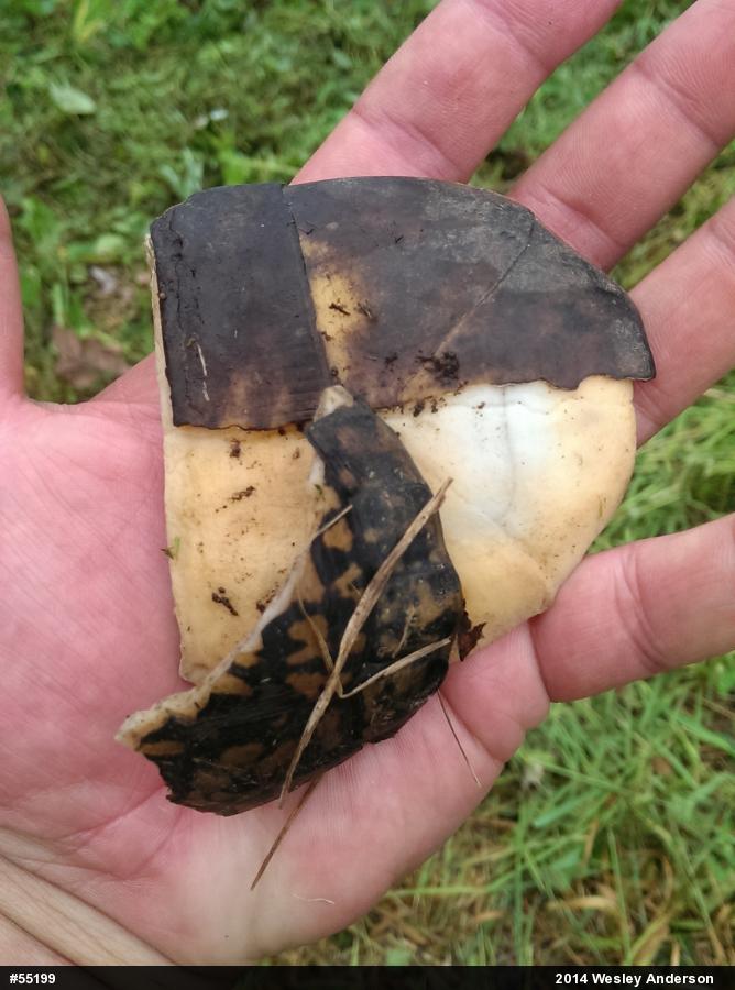 Eastern Box Turtle