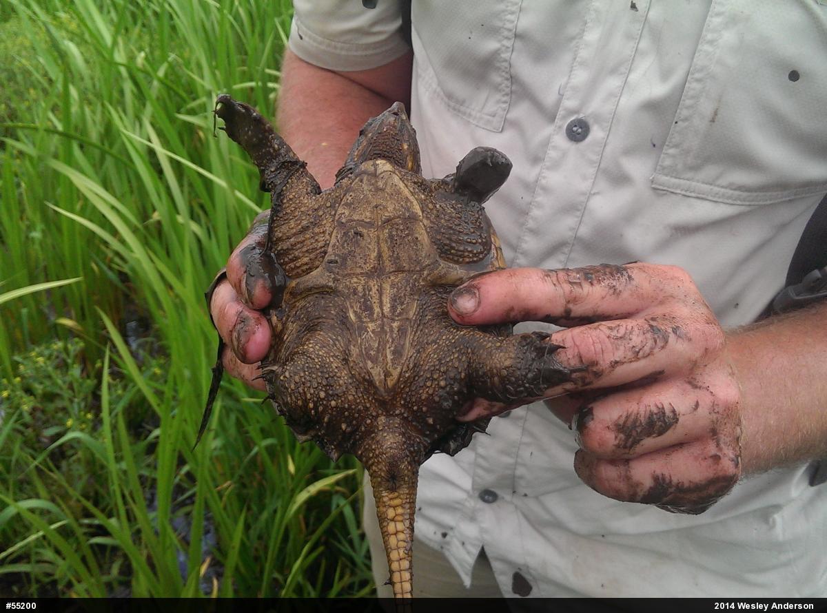 Snapping Turtle