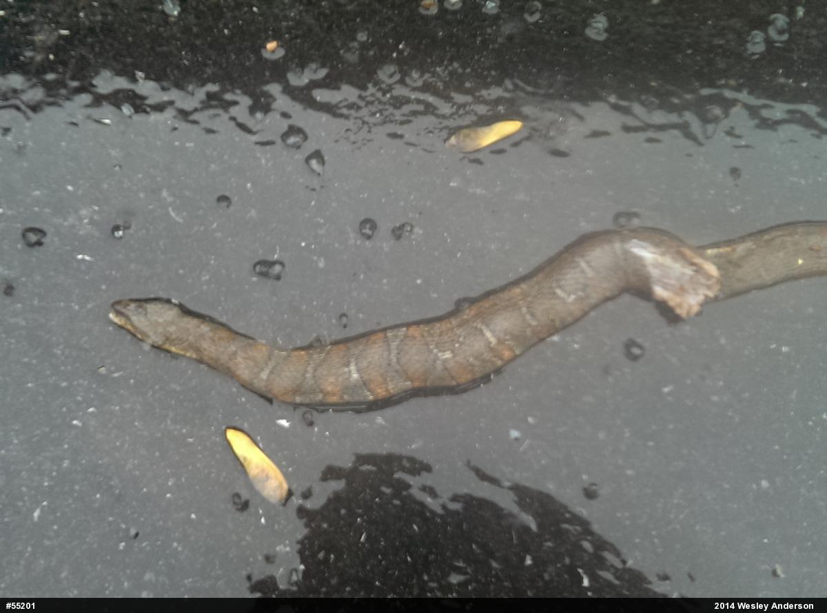 Northern Watersnake