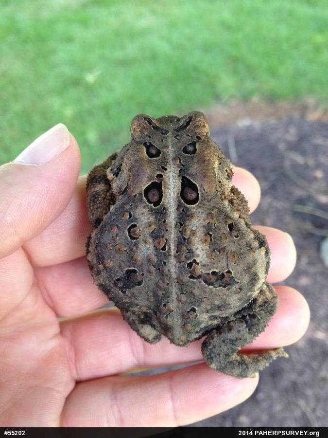 Eastern American Toad