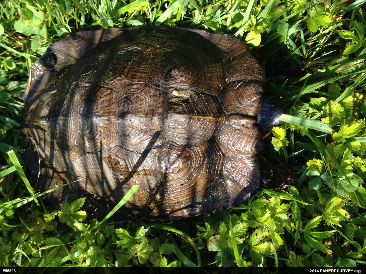 Wood Turtle
