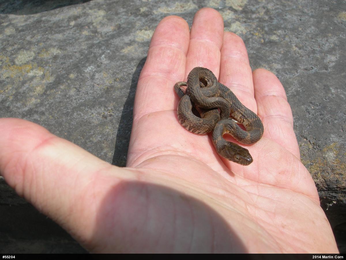Northern Watersnake