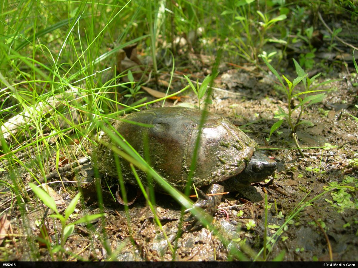 Eastern Musk Turtle